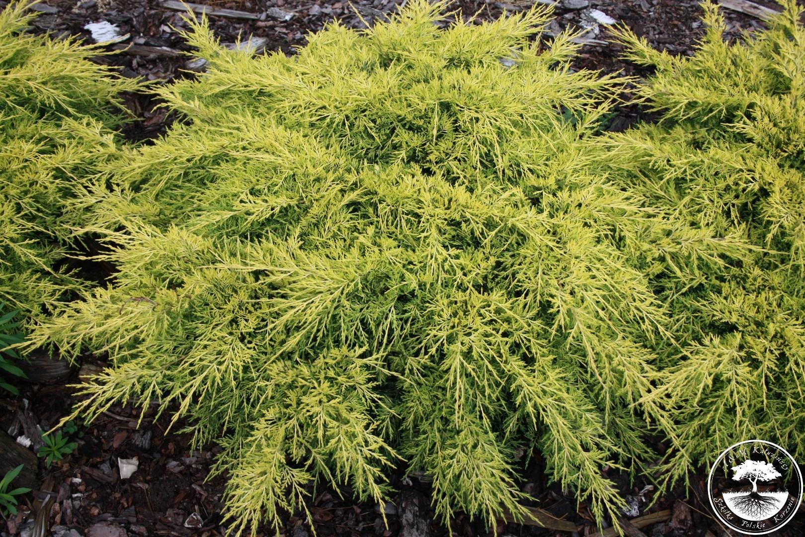 Juniperus pfitzeriana 'King of Spring'
